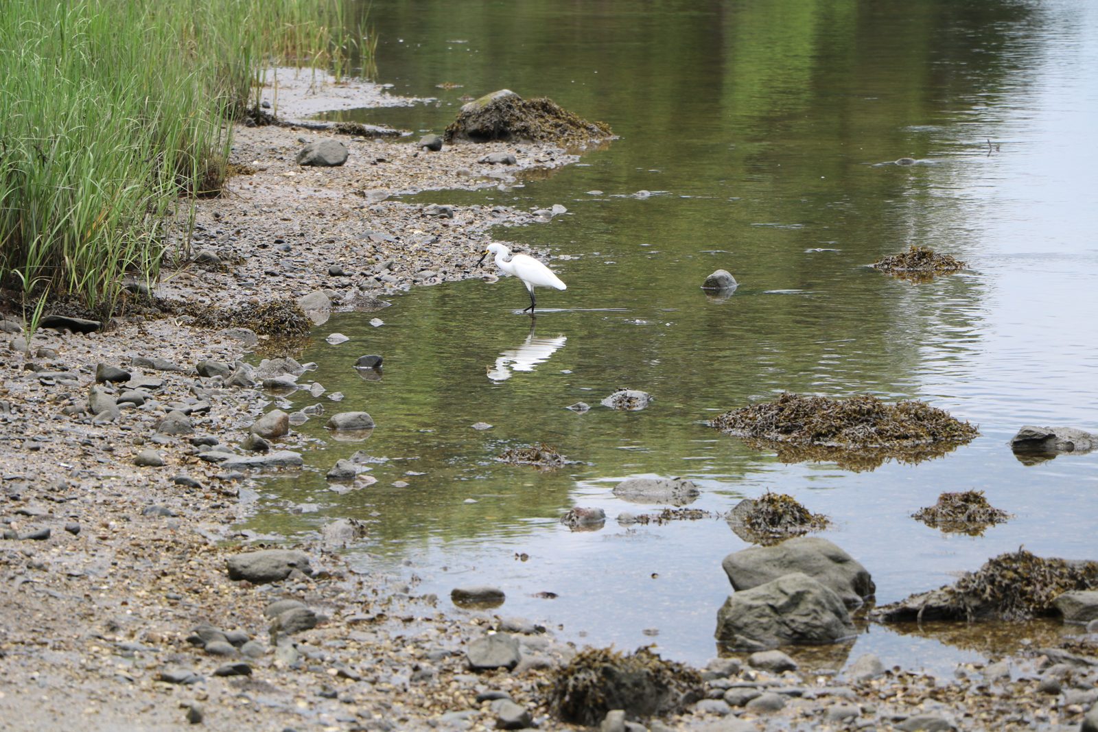Snowy egret wading near rocks