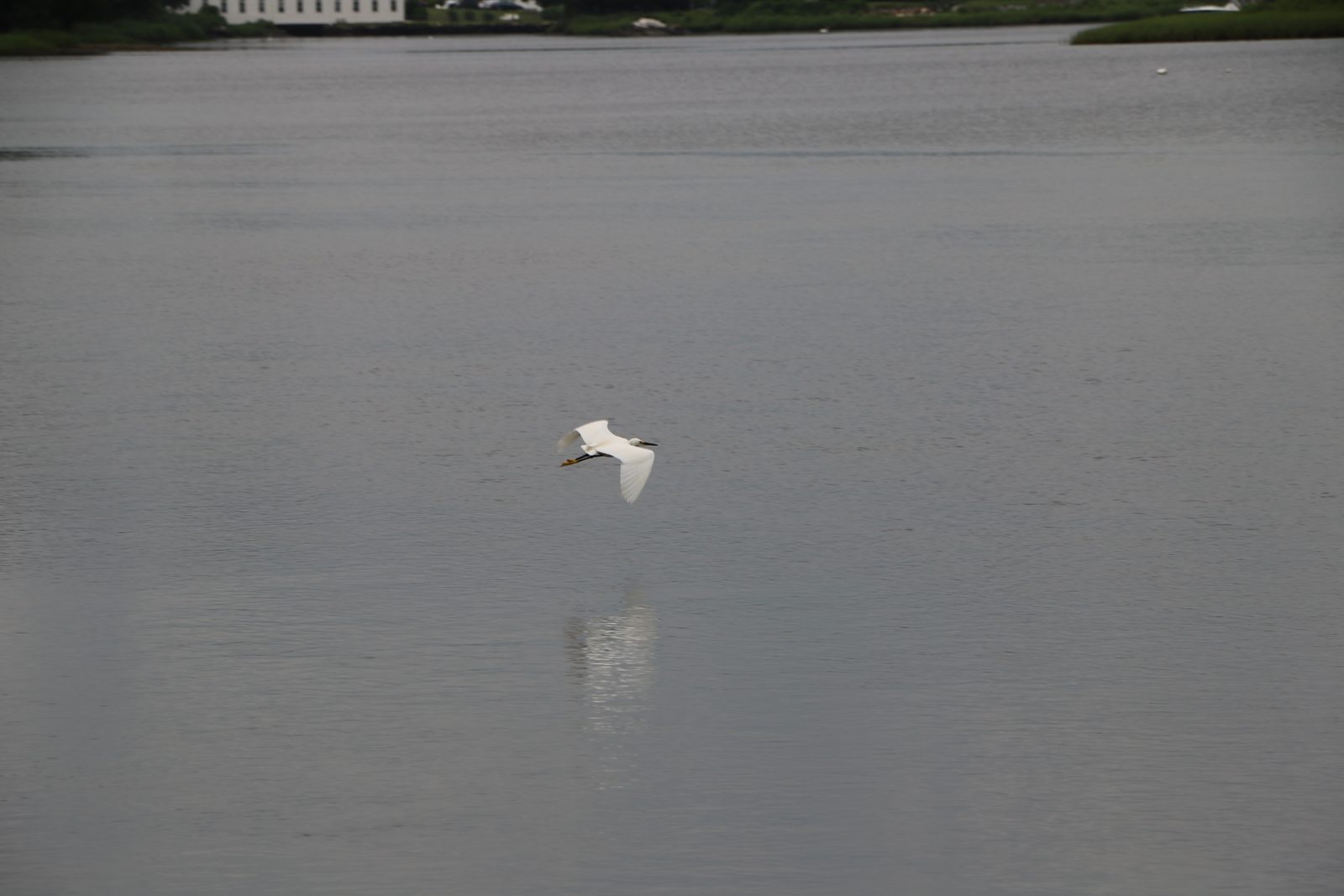 Snowy egret in flight