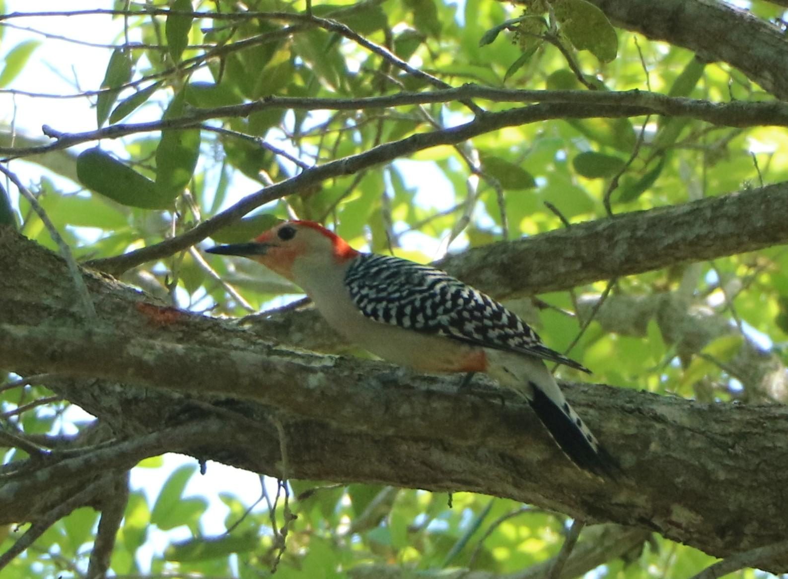 Red-bellied woodpecker among leaves