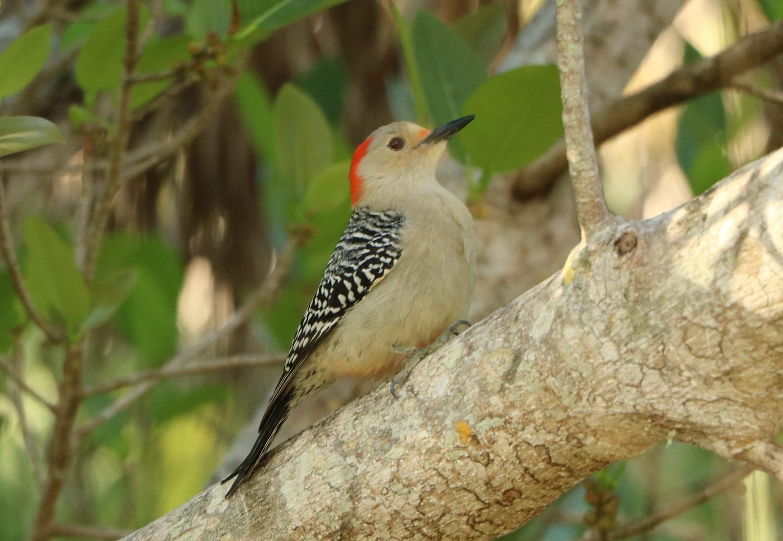 Red-bellied woodpecker on a lichen-covered branch