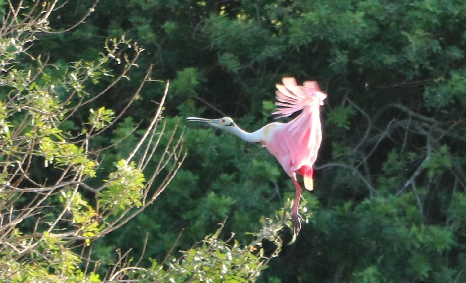 Roseate spoonbill in flight