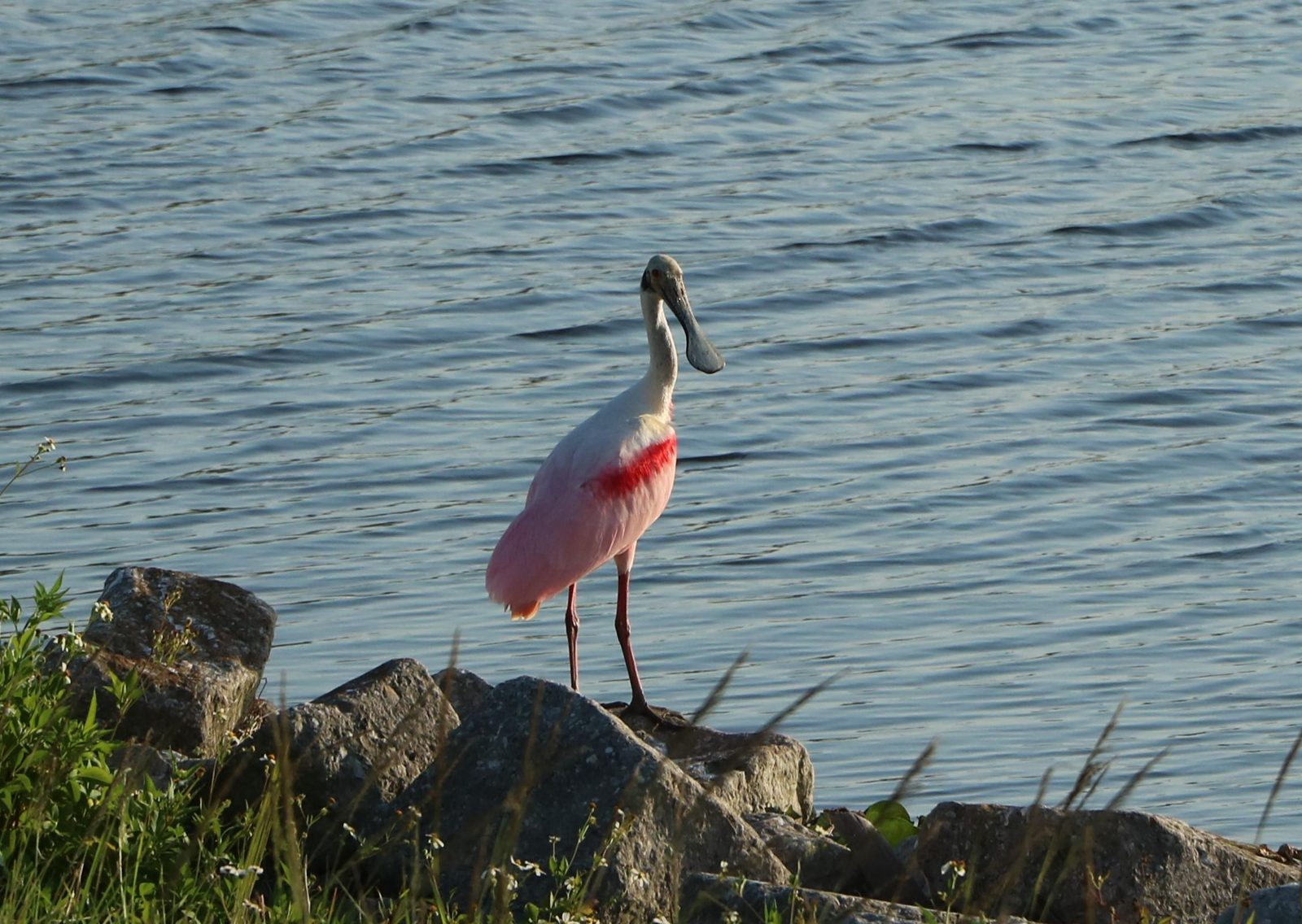 Roseate spoonbill standing on rocks by water