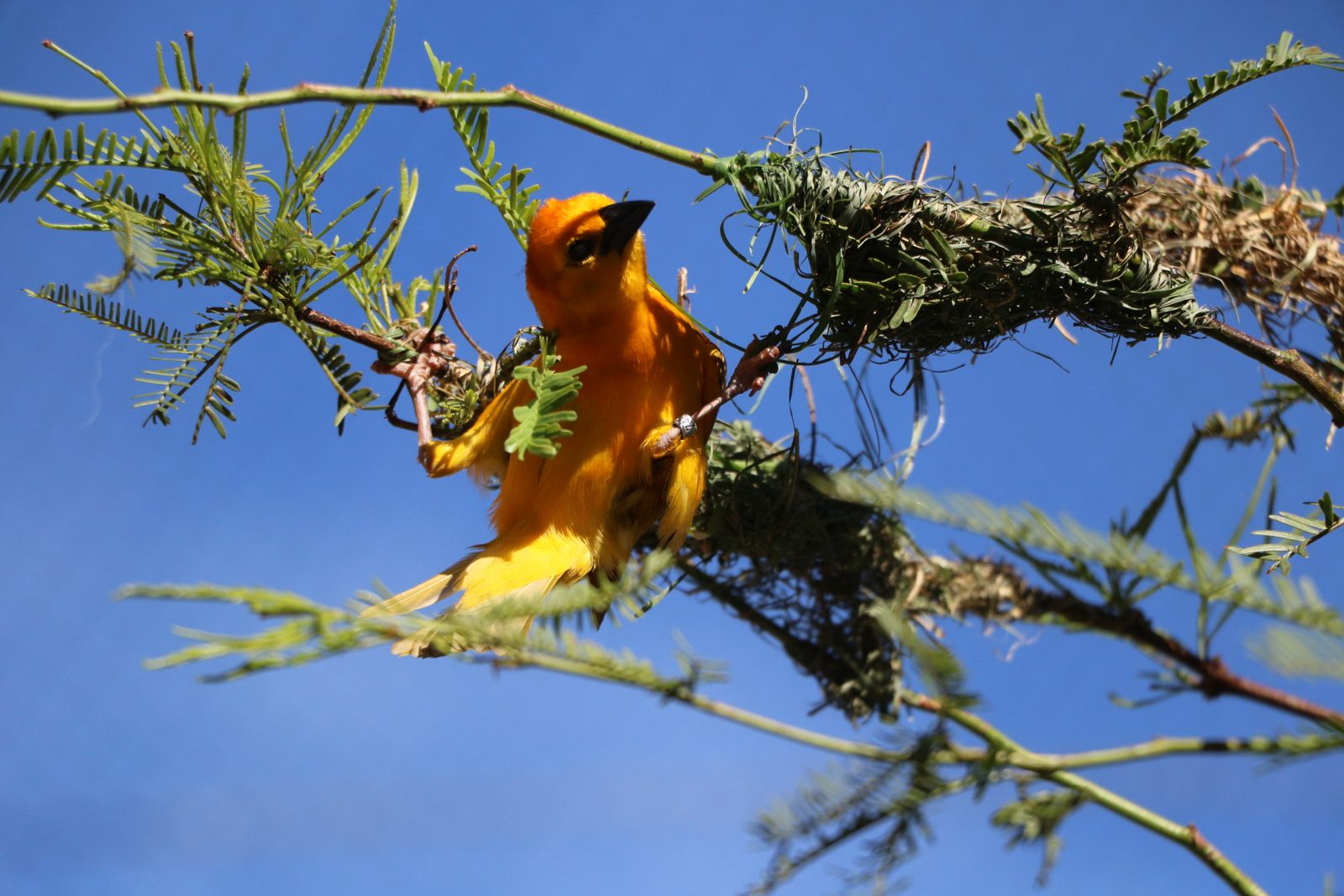 Bright yellow-orange weaver bird at a woven nest on thorny branches