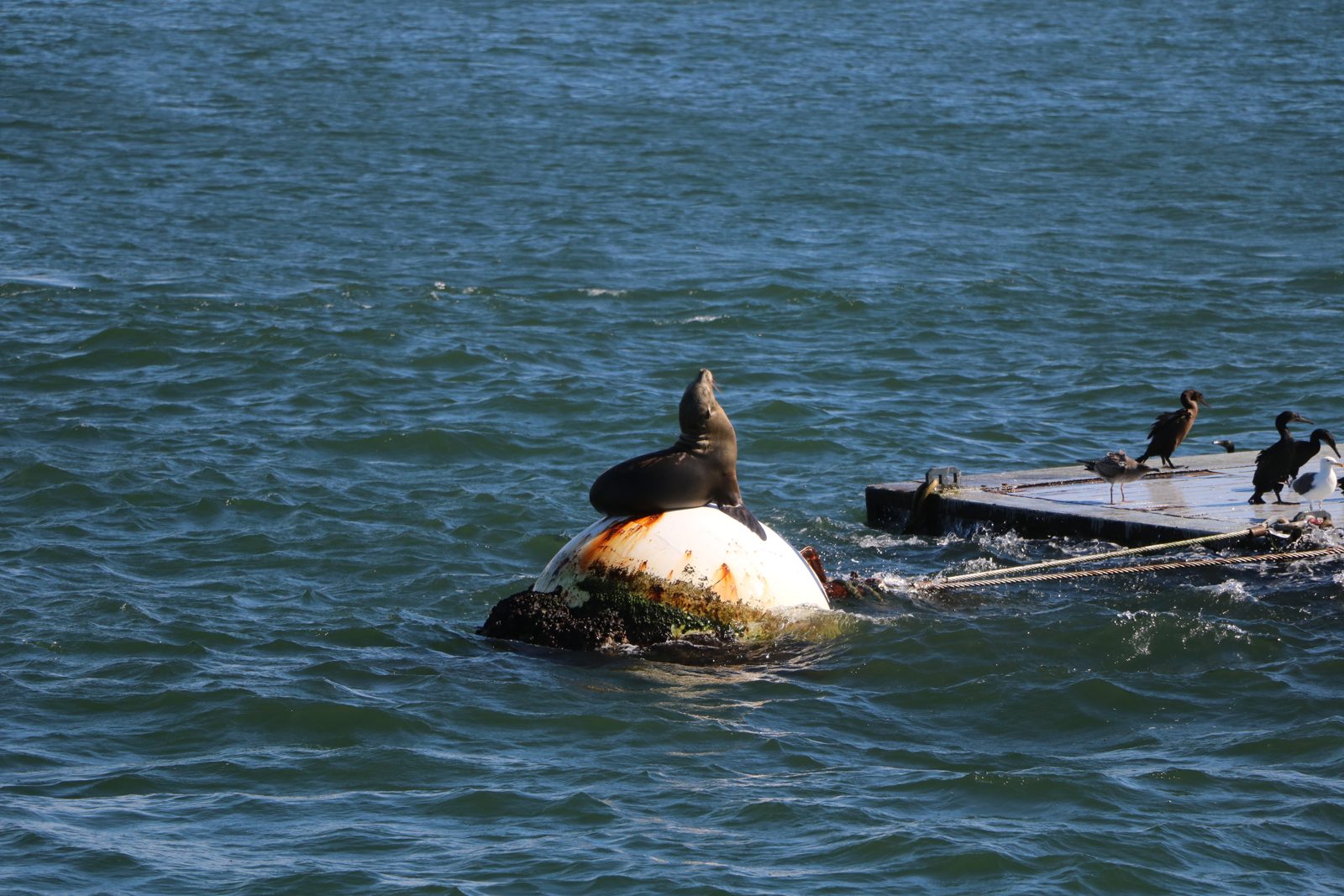 Double-crested cormorants and gulls on a harbor float next to a sea lion on a buoy