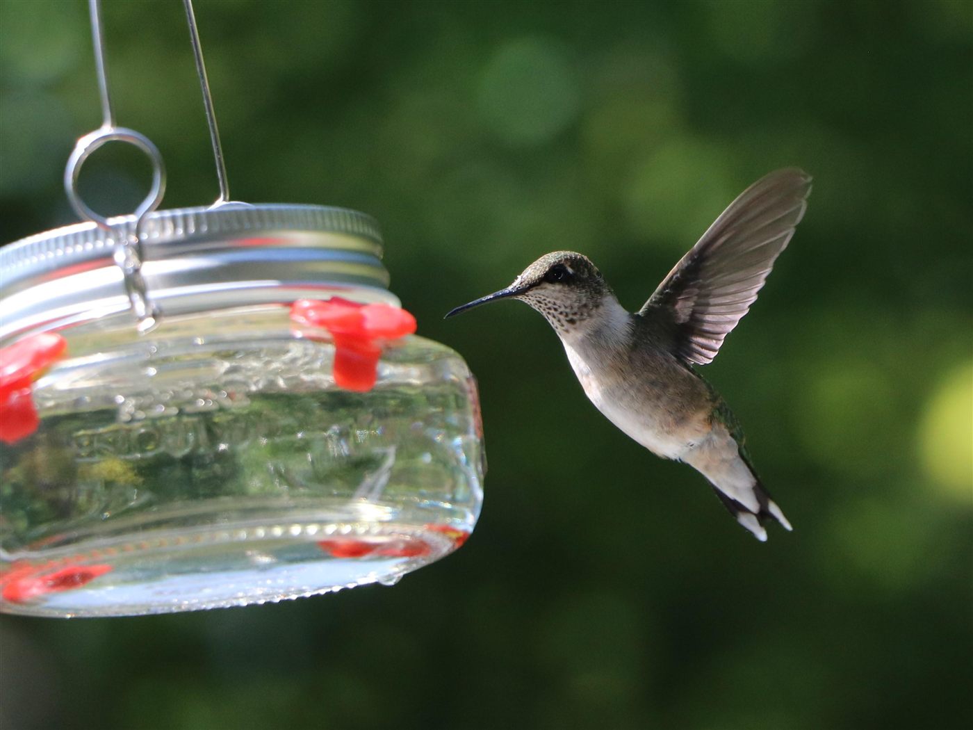 Ruby-throated hummingbird at a feeder