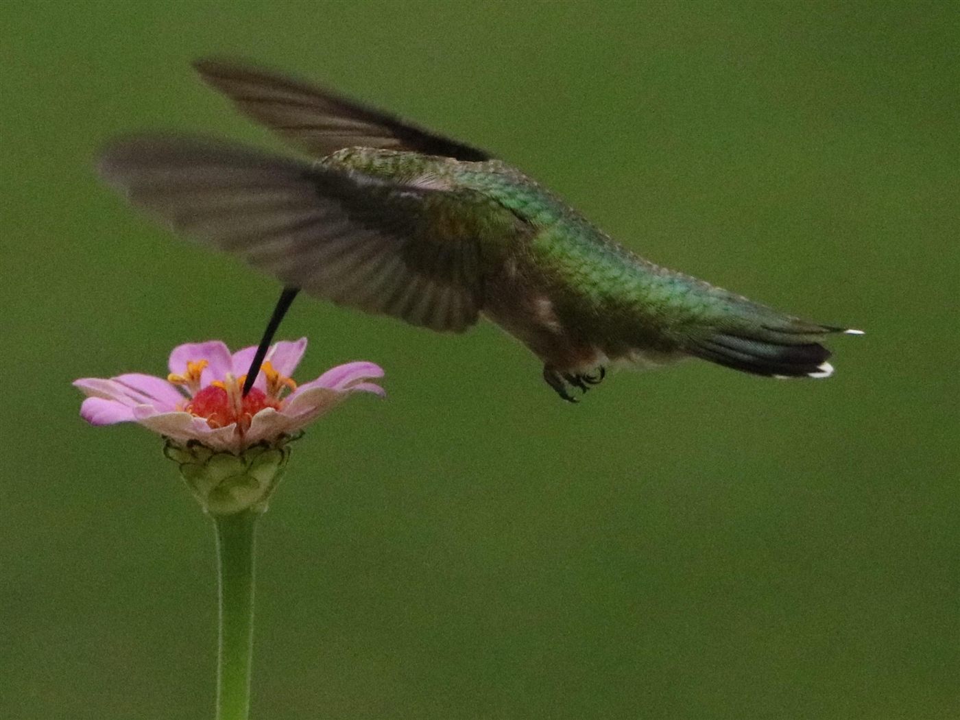 Ruby-throated hummingbird feeding from a light pink flower