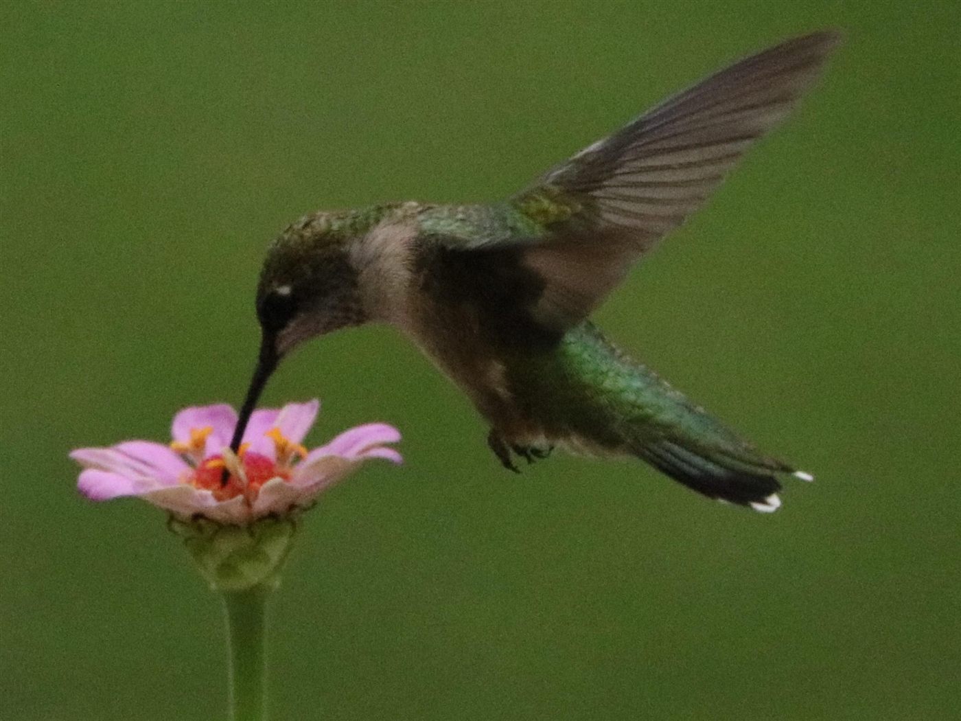 Side view of ruby-throated hummingbird at a pink flower