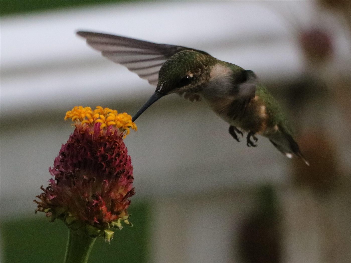Ruby-throated hummingbird at a magenta flower