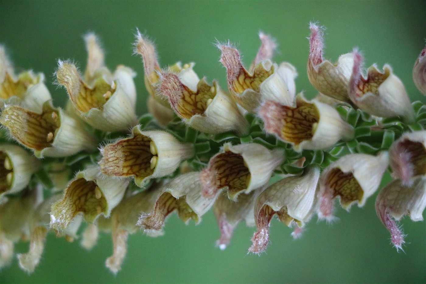 Cream foxglove flowers with brown netting inside