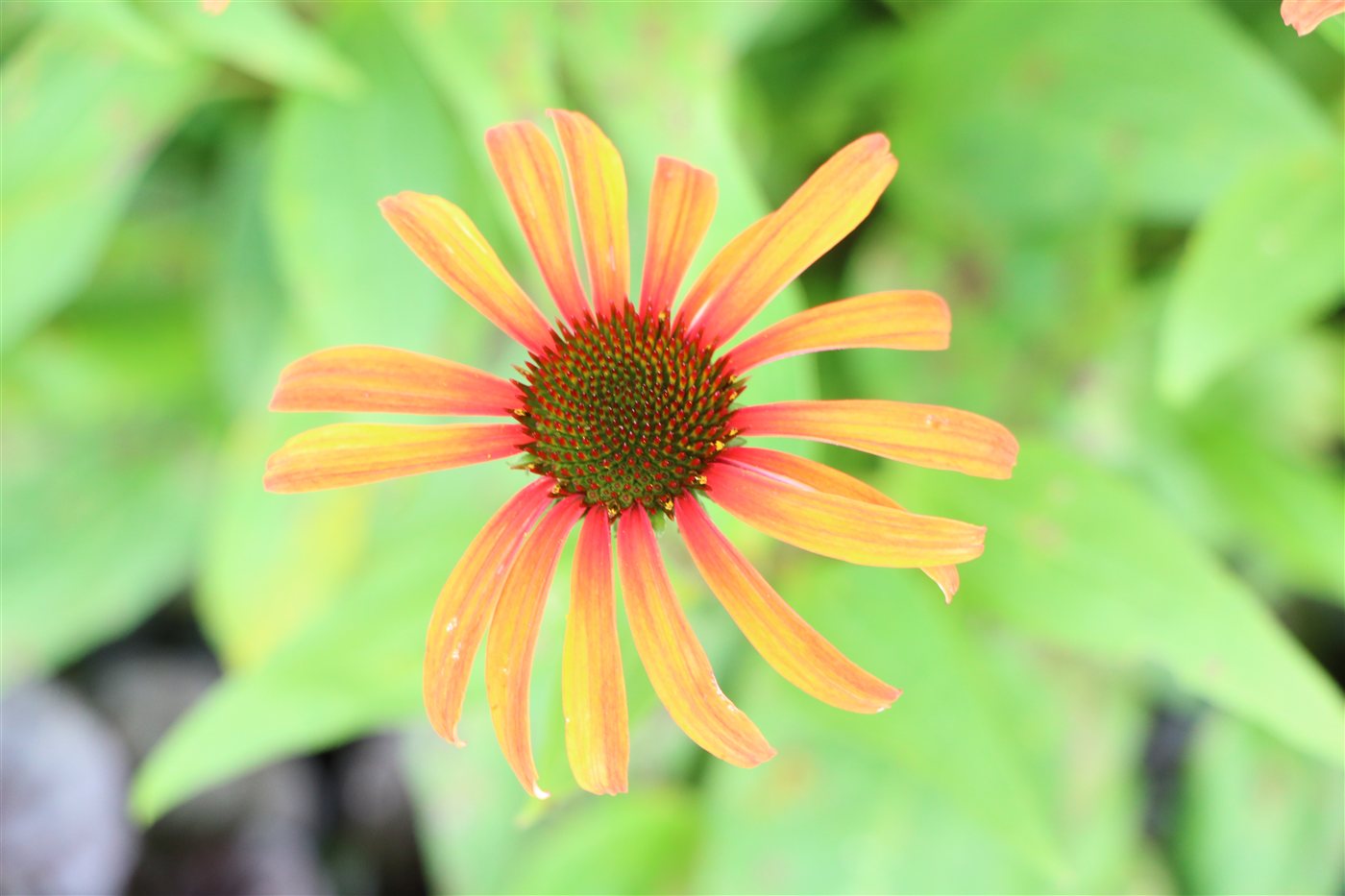 Orange and yellow coneflower from above