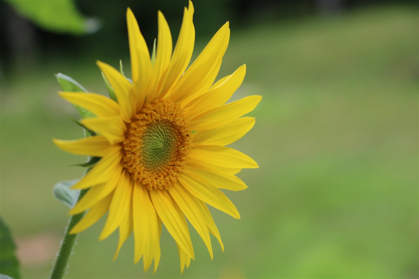 Yellow sunflower