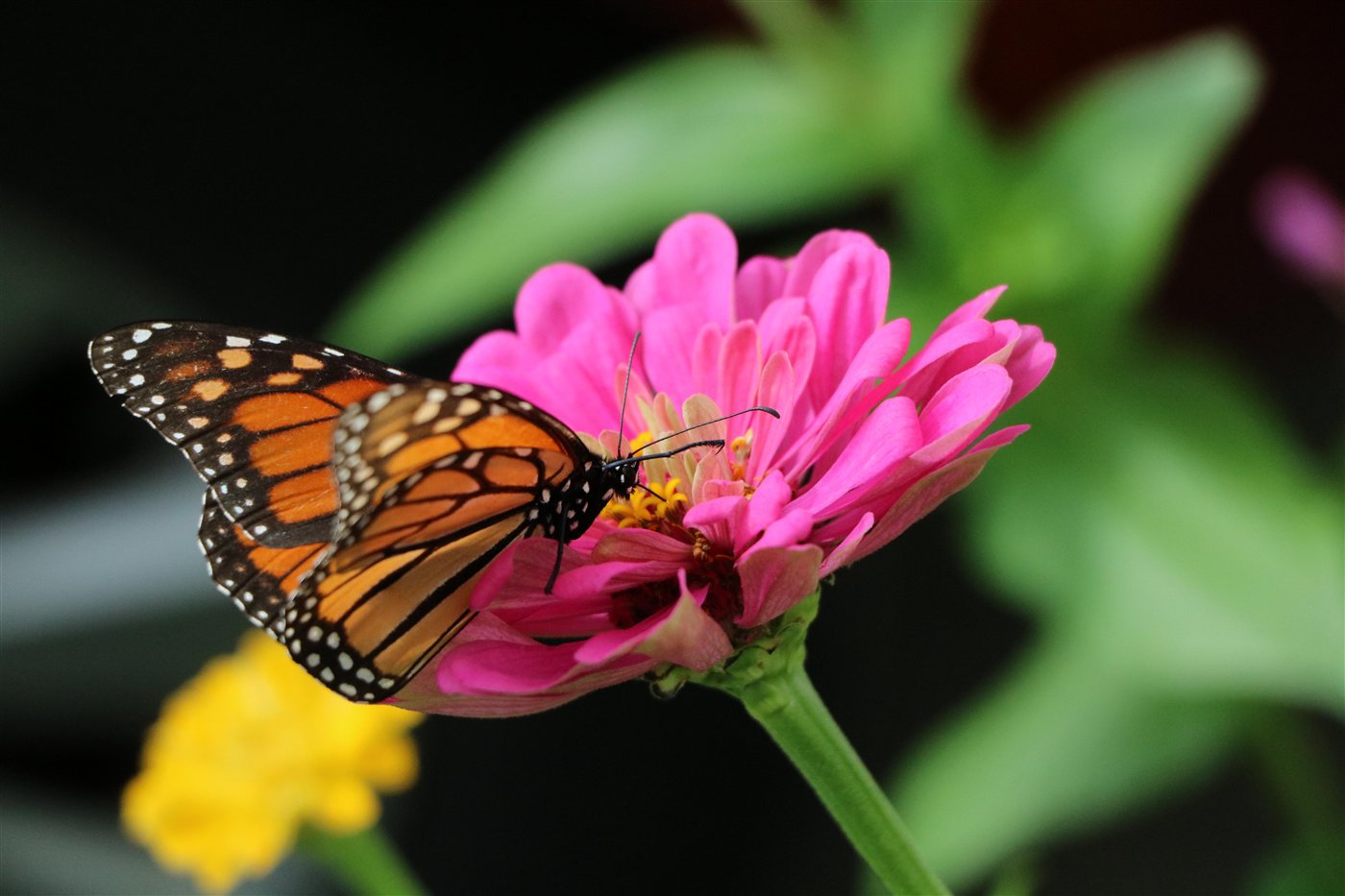 Monarch butterfly on a pink zinnia