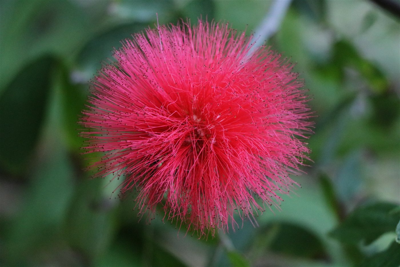 Pink powderpuff flower