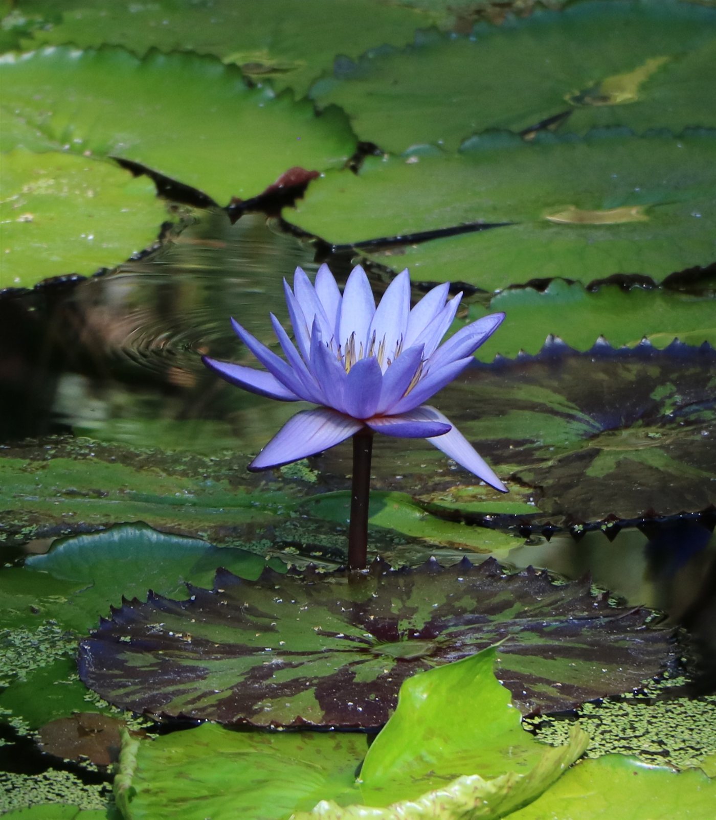 Purple water lily among lily pads