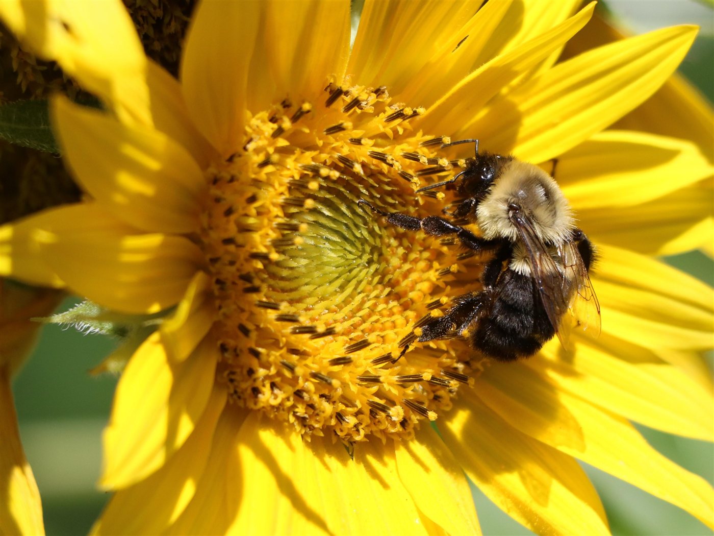 Bee on a sunflower